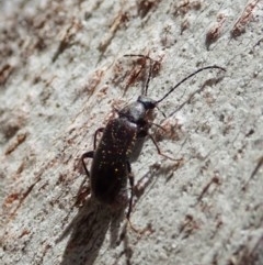 Homotrysis sp. (genus) at Cook, ACT - 20 Oct 2020 12:24 PM