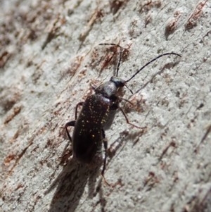 Homotrysis sp. (genus) at Cook, ACT - 20 Oct 2020 12:24 PM