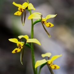 Diuris sulphurea (Tiger Orchid) at Deua National Park (CNM area) - 23 Oct 2020 by trevsci