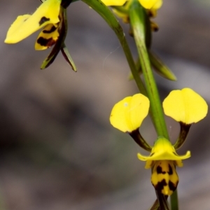 Diuris sulphurea at Krawarree, NSW - suppressed