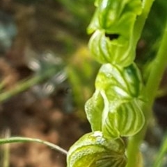 Hymenochilus cycnocephalus (Swan greenhood) at Watson, ACT - 20 Oct 2020 by MAX