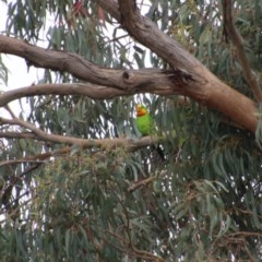 Polytelis swainsonii (Superb Parrot) at Deakin, ACT - 24 Oct 2020 by LisaH