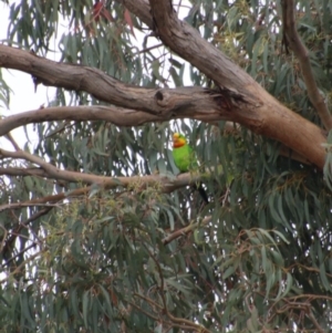 Polytelis swainsonii at Deakin, ACT - suppressed