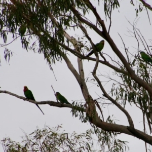 Polytelis swainsonii at Deakin, ACT - suppressed