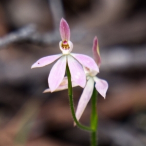 Caladenia carnea at Krawarree, NSW - 23 Oct 2020