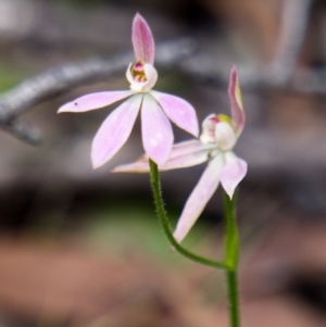 Caladenia carnea at Krawarree, NSW - 23 Oct 2020