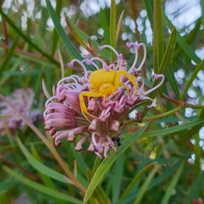 Zygometis xanthogaster (Crab spider or Flower spider) at Albury, NSW - 23 Nov 2019 by ClaireSee