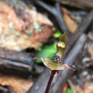 Chiloglottis trapeziformis at Lower Boro, NSW - suppressed