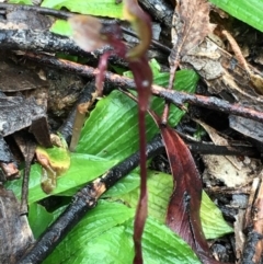 Chiloglottis trapeziformis at Lower Boro, NSW - suppressed