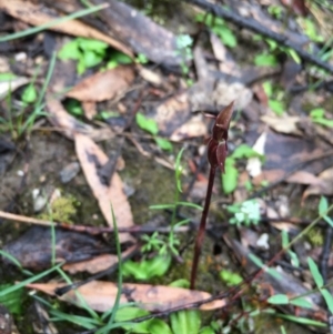 Chiloglottis trapeziformis at Lower Boro, NSW - suppressed