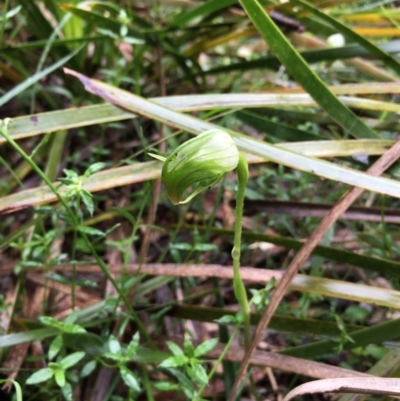 Pterostylis nutans (Nodding Greenhood) at Boro, NSW - 24 Oct 2020 by mcleana