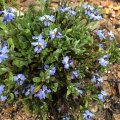 Dampiera sp. at Lower Boro, NSW - 24 Oct 2020 by mcleana