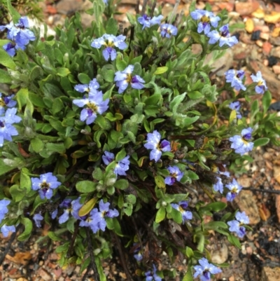 Dampiera sp. at Lower Boro, NSW - 24 Oct 2020 by mcleana