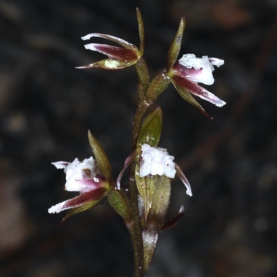 Paraprasophyllum brevilabre (Short-lip Leek Orchid) at Acton, ACT - 24 Oct 2020 by jb2602