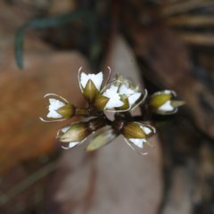 Paraprasophyllum brevilabre at Acton, ACT - 24 Oct 2020