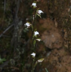 Paraprasophyllum brevilabre at Acton, ACT - 24 Oct 2020