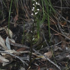 Paraprasophyllum brevilabre at Acton, ACT - 24 Oct 2020