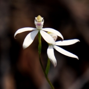 Caladenia moschata at Berlang, NSW - 23 Oct 2020