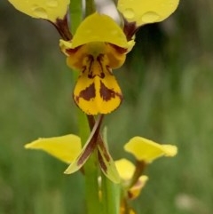 Diuris sulphurea (Tiger Orchid) at Bruce Ridge to Gossan Hill - 23 Oct 2020 by JVR