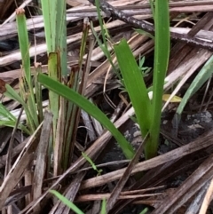 Diuris sulphurea at Bruce, ACT - suppressed