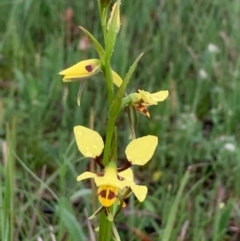 Diuris sulphurea at Bruce, ACT - suppressed