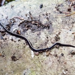 Caenoplana coerulea (Blue Planarian, Blue Garden Flatworm) at Kambah, ACT - 23 Oct 2020 by MatthewFrawley