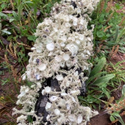 Usnea sp. (genus) (Bearded lichen) at QPRC LGA - 23 Oct 2020 by yellowboxwoodland