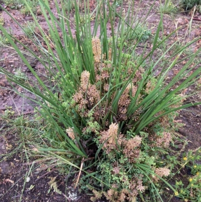 Lomandra multiflora (Many-flowered Matrush) at Bungendore, NSW - 23 Oct 2020 by yellowboxwoodland