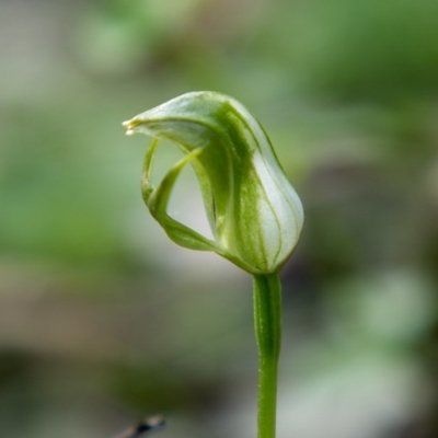 Pterostylis curta (Blunt Greenhood) at Berlang, NSW - 23 Oct 2020 by trevsci