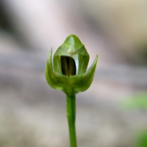 Pterostylis curta at Berlang, NSW - suppressed