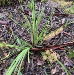 Lomandra multiflora (Many-flowered Matrush) at Bungendore, NSW - 23 Oct 2020 by yellowboxwoodland