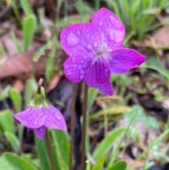 Viola betonicifolia (Mountain Violet) at Bungendore, NSW - 24 Oct 2020 by yellowboxwoodland