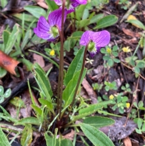 Viola betonicifolia at Bungendore, NSW - 24 Oct 2020