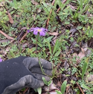 Viola betonicifolia at Bungendore, NSW - 24 Oct 2020