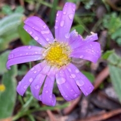 Calotis scabiosifolia var. integrifolia (Rough burr-daisy) at Bungendore, NSW - 23 Oct 2020 by yellowboxwoodland