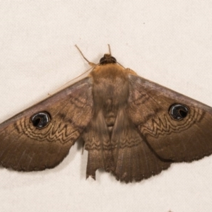 Dasypodia selenophora at Melba, ACT - 22 Oct 2020