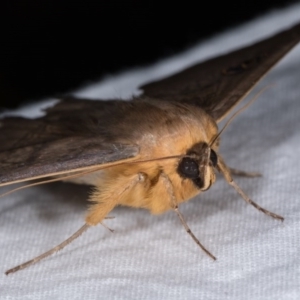 Dasypodia selenophora at Melba, ACT - 22 Oct 2020