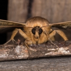 Dasypodia selenophora at Melba, ACT - 22 Oct 2020