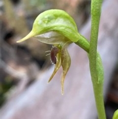 Oligochaetochilus aciculiformis (Needle-point rustyhood) at Burra, NSW - 23 Oct 2020 by Safarigirl