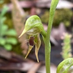 Oligochaetochilus aciculiformis at Burra, NSW - suppressed