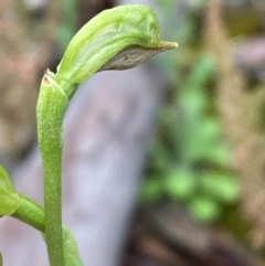 Oligochaetochilus aciculiformis at Burra, NSW - suppressed