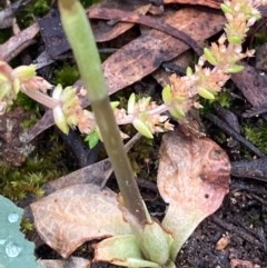 Oligochaetochilus aciculiformis at Burra, NSW - suppressed