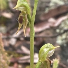 Oligochaetochilus aciculiformis at Burra, NSW - suppressed