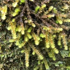 Unidentified Moss / Liverwort / Hornwort at Wattamolla, NSW - 23 Oct 2020 by WattaWanderer