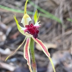 Caladenia atrovespa at Urila, NSW - 23 Oct 2020