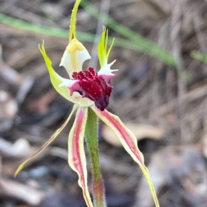 Caladenia atrovespa at Urila, NSW - 23 Oct 2020