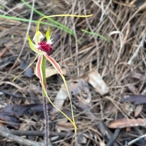 Caladenia atrovespa at Urila, NSW - 23 Oct 2020
