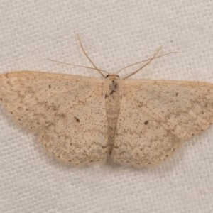 Scopula optivata at Melba, ACT - 22 Oct 2020