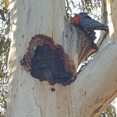 Callocephalon fimbriatum (Gang-gang Cockatoo) at Lake Ginninderra - 11 Sep 2020 by alix