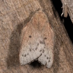 Symphyta undescribed species (A Lasiocampid moth) at Melba, ACT - 22 Oct 2020 by kasiaaus